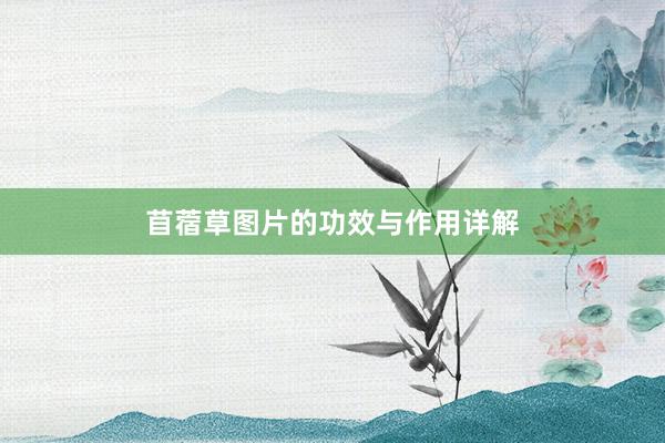 苜蓿草图片的功效与作用详解
